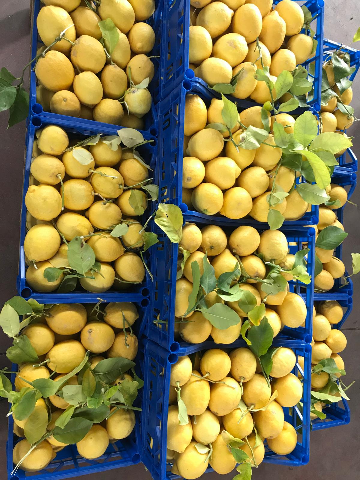 Limoni Primofiore ( Ott - Apr)