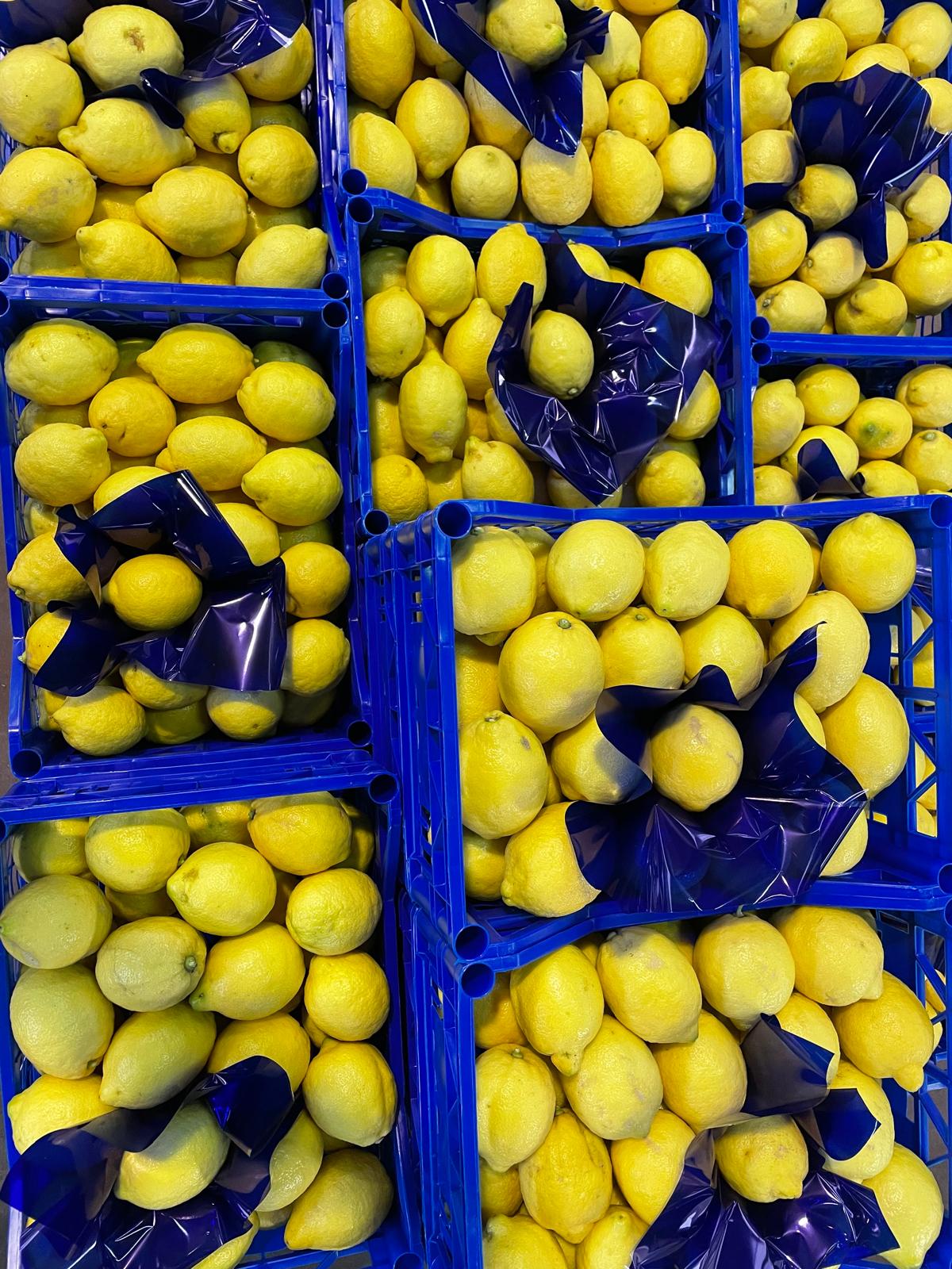 Limoni Primofiore ( Ott - Apr)