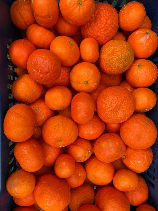 Clementine Nova (Dic - Feb)